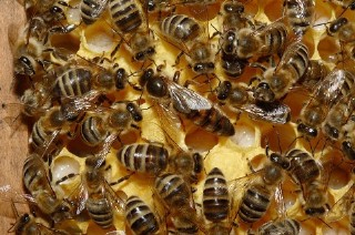 800px-Bienenkoenigin 43a Mittlere Webansicht Kleine Webansicht.jpg