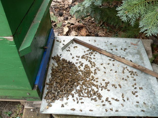 Bienengesundheit – wiki.bienenzeitung.de