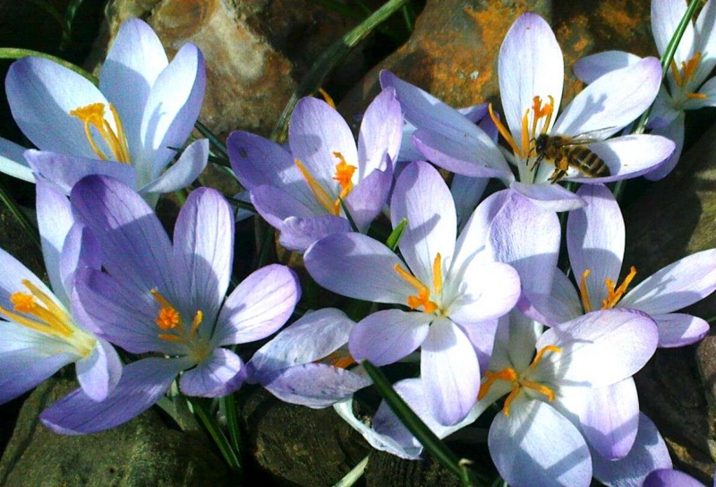Datei:Biene auf Krokus 01.jpg