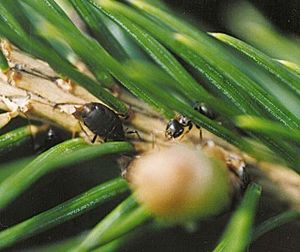 Honigtau – wiki.bienenzeitung.de