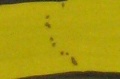 Vorschaubild der Version vom 25. Januar 2011, 22:24 Uhr