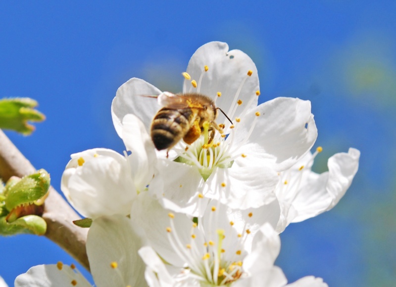 Datei:6UX9SEip.jpg Kirschblüte.jpg